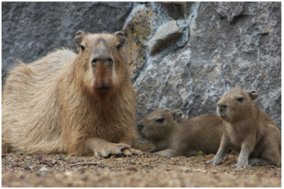 伊豆シャボテン公園