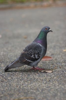愛の伝書鳩協会