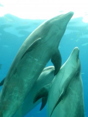 須磨海浜水族園