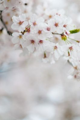 桜ソング